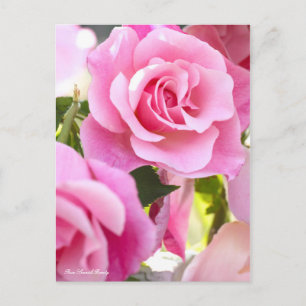 Rosa Spanish Beauty [Postcard] Postkarte