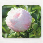 Rosa Spätfrühling-Pfingstrose Mousepad (Vorne)