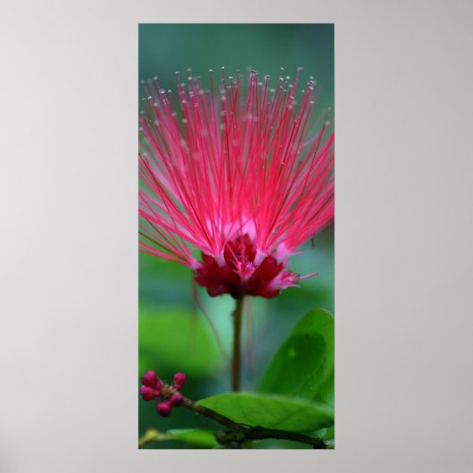 Rosa Spikes Poster (Vorne)