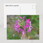 Rosa Spinnenne Blume Postkarte (Vorne/Hinten)