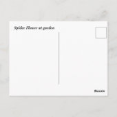 Rosa Spinnenne Blume Postkarte (Rückseite)