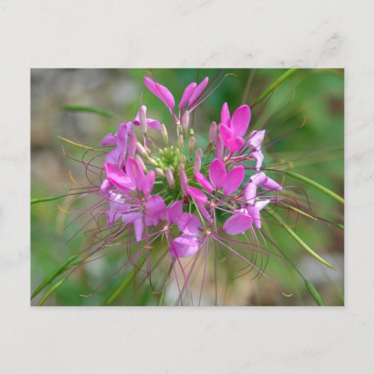 Rosa Spinnenne Blume Postkarte (Vorderseite)