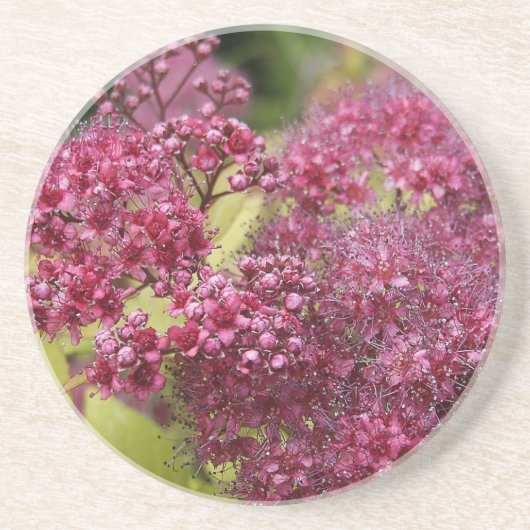Rosa Spirea Sandstein Untersetzer (Vorne)