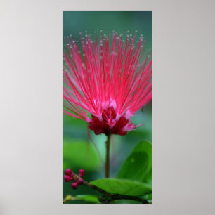 Rosa Spitzen Poster
