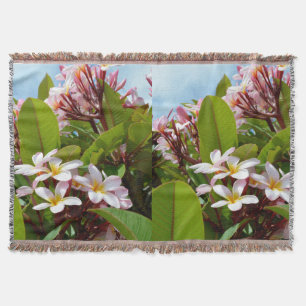 Rosa Splendor, rosa Frangipani blüht auf einem Bau Decke
