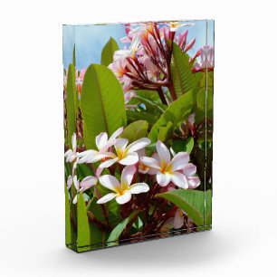 Rosa Splendor, rosa Frangipani blüht auf einem Bau Fotoblock