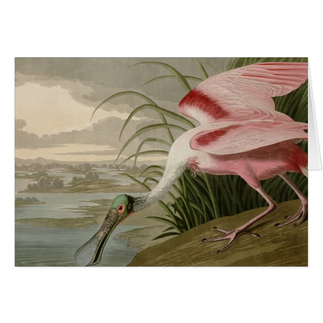 Rosa Spoonbill (Vorderseite (Horizontal))