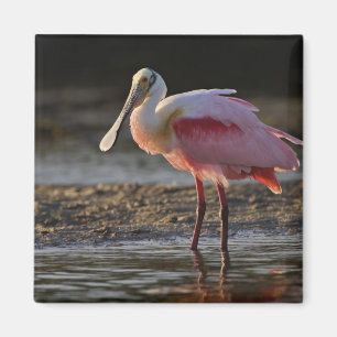 Rosa Spoonbill, Ajaia ajaja, Klingeln-Liebling Magnet