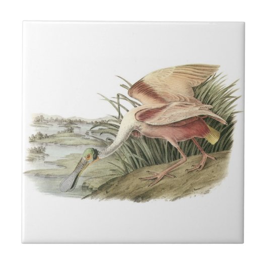 Rosa Spoonbill durch Audubon Fliese (Vorderseite)