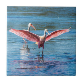 Rosa Spoonbill kleines 4,25" x 4,25" Foto-Fliese Fliese