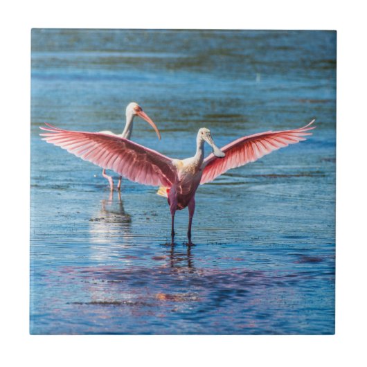 Rosa Spoonbill kleines 4,25" x 4,25" Foto-Fliese Fliese (Vorderseite)