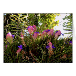 Rosa Spule Bromeliad