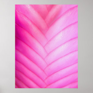 Rosa Spule Bromeliad Poster