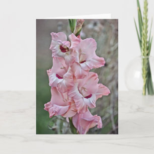 Rosa Stalk Gladiolus Blume Karte