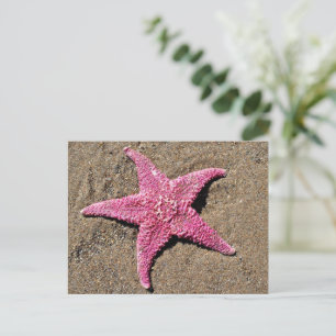 Rosa Starfish Postkarte
