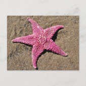 Rosa Starfish Postkarte (Vorderseite)
