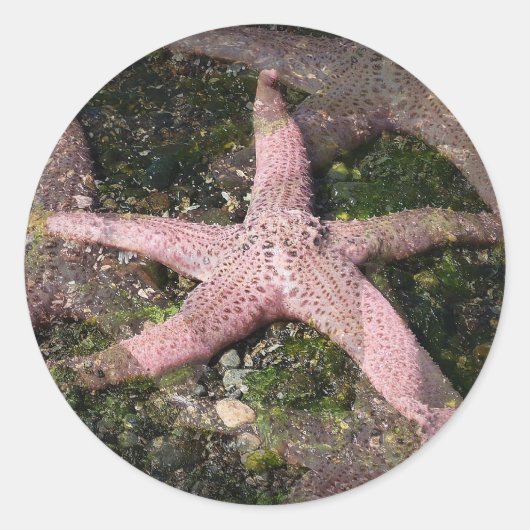 Rosa Starfish Sticker (Vorderseite)