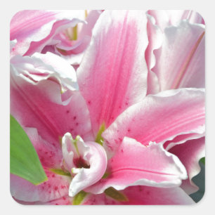Rosa Stargazerlilien-Blumen im Frühling Quadratischer Aufkleber