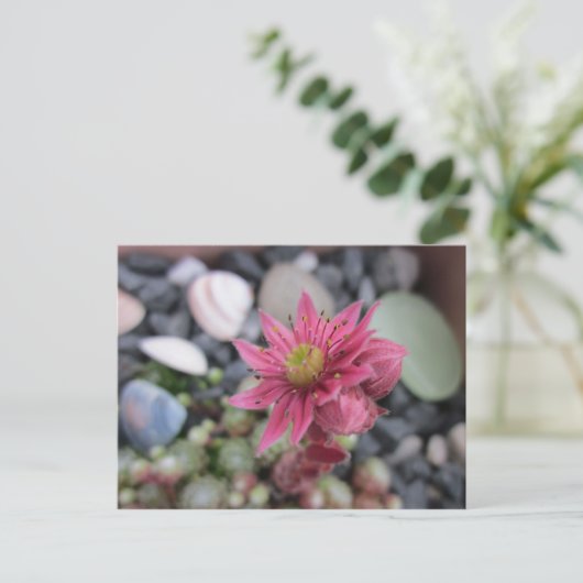 Rosa Steingartenblüte Postkarte (Stehend Vorderseite)