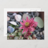 Rosa Steingartenblüte Postkarte (Vorne/Hinten)