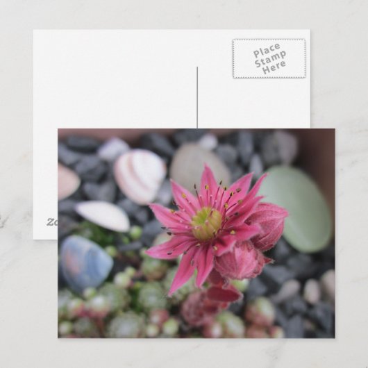 Rosa Steingartenblüte Postkarte (Vorne/Hinten)