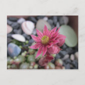 Rosa Steingartenblüte Postkarte (Vorderseite)