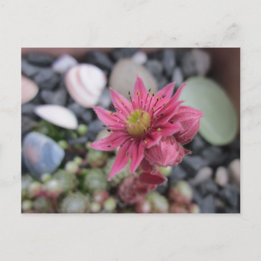 Rosa Steingartenblüte Postkarte (Vorderseite)