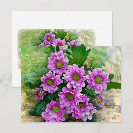 Rosa Sterne Postkarte (Vorne/Hinten)