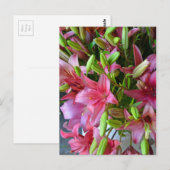 Rosa Sterngazerlilie Postkarte (Vorne/Hinten)