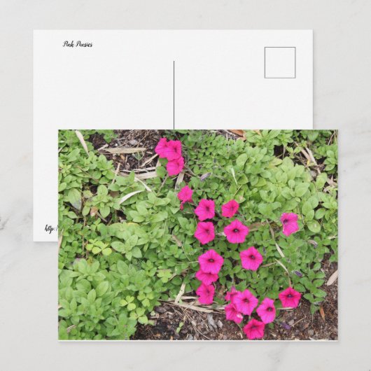 Rosa Stiefmütterchen Postkarte (Vorne/Hinten)