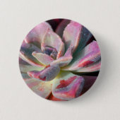 Rosa Succulent Button (Vorderseite)