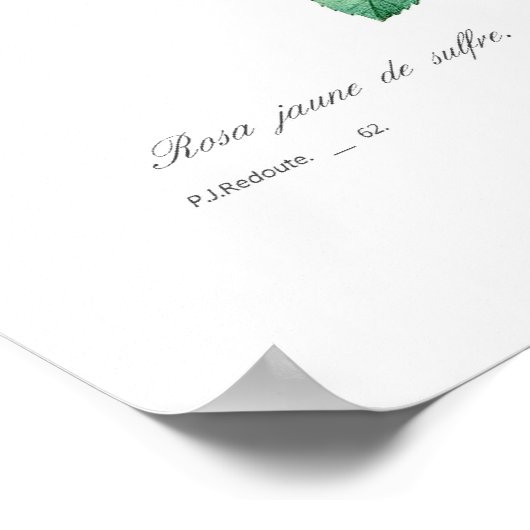 Rosa Sulfurea Poster (Ecke)