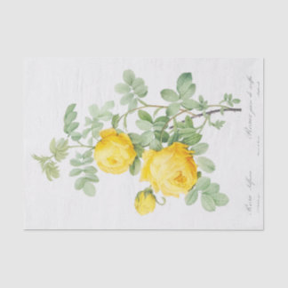 Rosa Sulfurea Seidenpapier