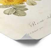 Rosa Sulfurea von 'Les Rose Poster (Ecke)