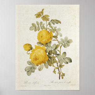 Rosa Sulfurea von 'Les Rose Poster