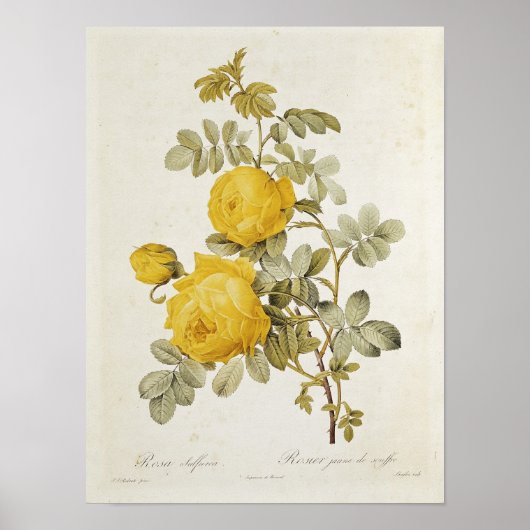 Rosa Sulfurea von 'Les Rose Poster (Vorne)