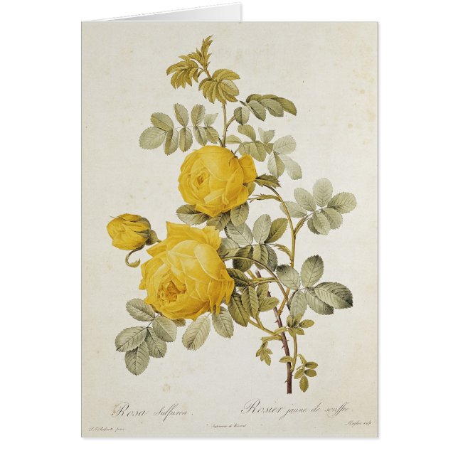 Rosa Sulfurea von 'Les Rosen (Vorne)