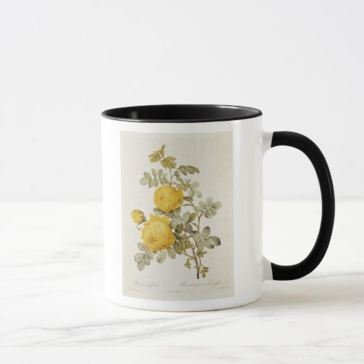 Rosa Sulfurea von 'Les Rosen Tasse (Rechts)