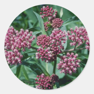 Rosa Sumpfmilkweed (Asclepias Incarnata) Blume Runder Aufkleber