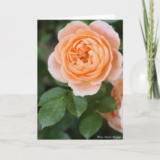 Rosa Sunset Memory:Greeting card Karte (Vorderseite)
