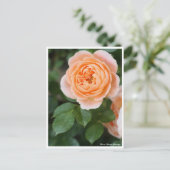 Rosa Sunset Memory: Postkarte (Stehend Vorderseite)