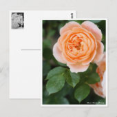 Rosa Sunset Memory: Postkarte (Vorne/Hinten)