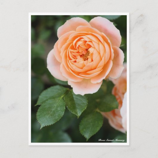 Rosa Sunset Memory: Postkarte (Vorderseite)