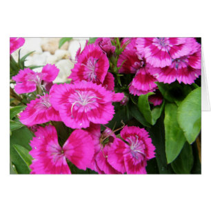 Rosa süßer Gruß/Mitteilungskarten Williams
