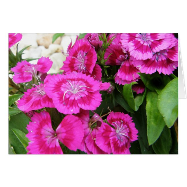 Rosa süßer Gruß/Mitteilungskarten Williams (Vorderseite (Horizontal))