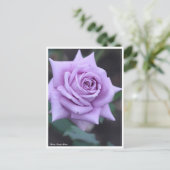 Rosa Sweet Moon Postkarte (Stehend Vorderseite)