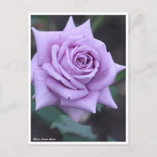Rosa Sweet Moon Postkarte