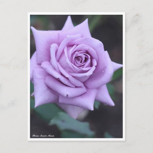 Rosa Sweet Moon Postkarte (Vorderseite)