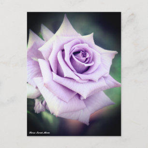 Rosa Sweet Moon Postkarte