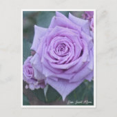 Rosa Sweet Moon Postkarte (Vorderseite)